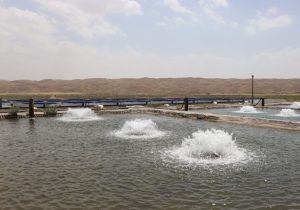 زنجان قطب تولید ماهیان سردآبی شمال غرب کشور