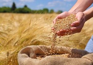 بسته شدن پرونده خرید تضمینی گندم با پرداخت کامل مطالبات کشاورزان در زنجان