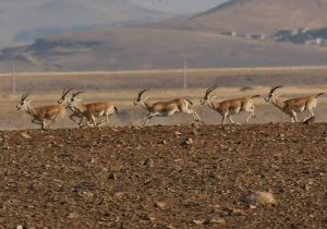 افزایش هشت درصدی جمعیت آهو در زنجان