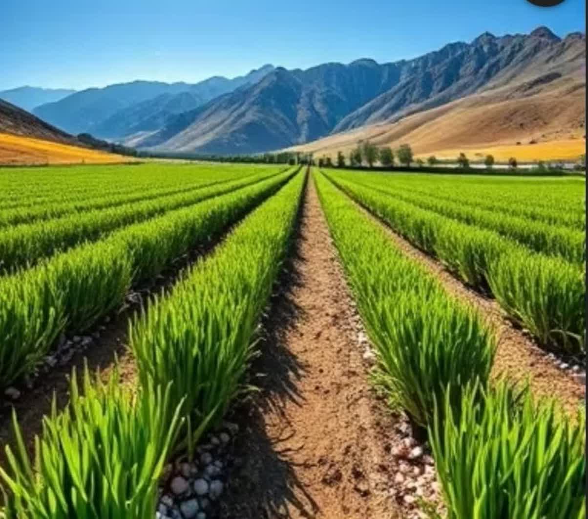 برداشت پررونق، بازار کم‌رمق؛ دغدغه این روزهای سیرکاران طارم