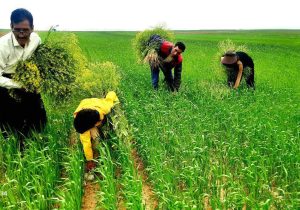 مبارزه با علف هرز «خردل برگ مومی» در زنجان؛ اولویتی برای حفظ امنیت غذایی