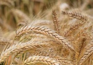 درخواست تخصیص ۲۰ همت برای خرید تضمینی گندم استان زنجان