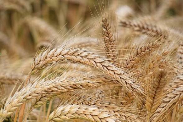 درخواست تخصیص ۲۰ همت برای خرید تضمینی گندم استان زنجان